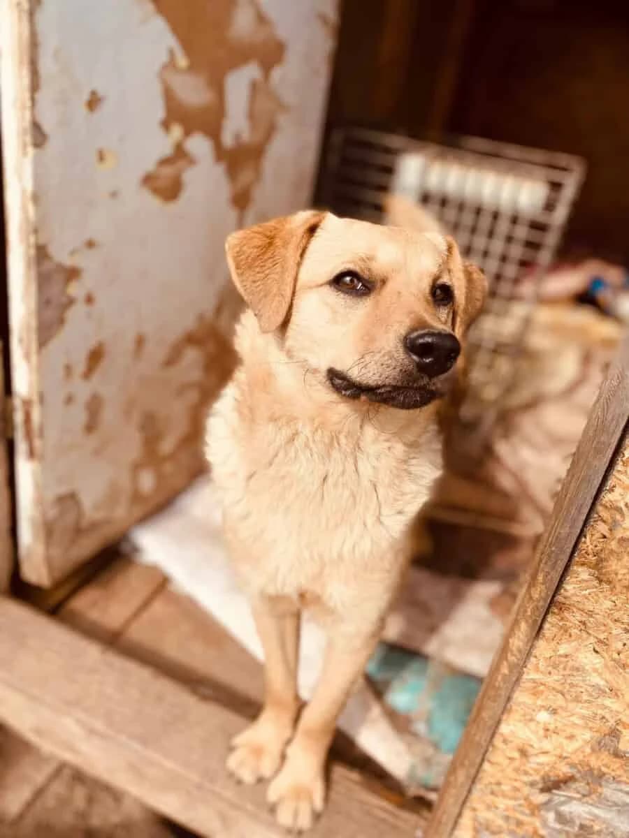 Pate (Kleopatra), female 5yo Mixed Breed for adoption at Pet Rescue Finland, Helsinki