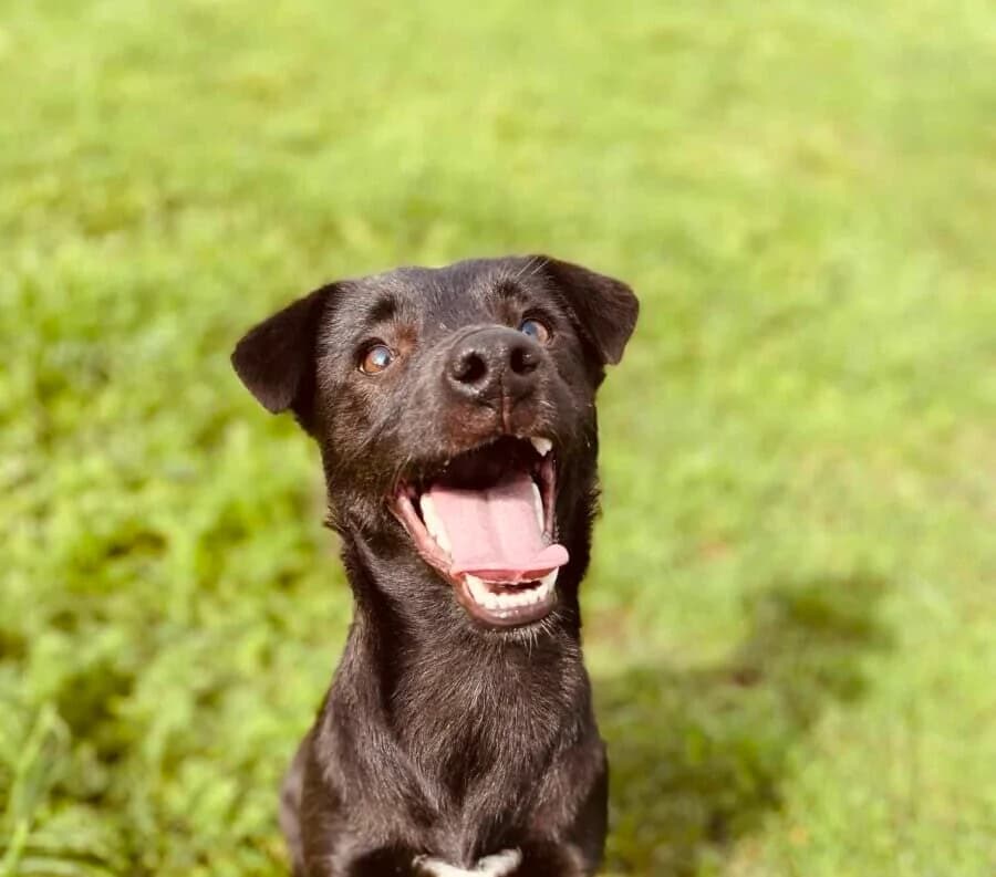 Granita, female young Mixed Breed for adoption at Pet Rescue Finland, Helsinki