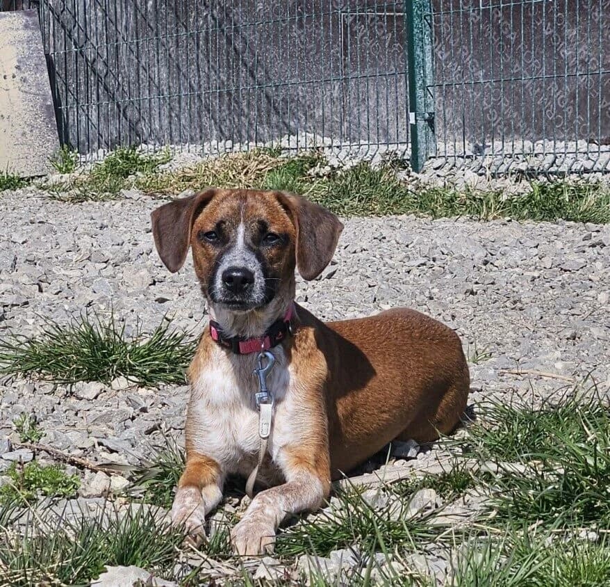 Minnesota, Mixed Breed (Pet Rescue Finland)