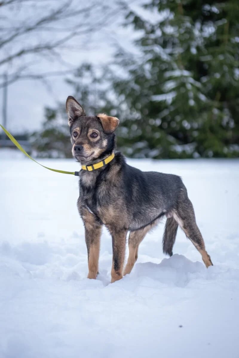 Dumbo, Mixed Breed (Pet Rescue Finland)