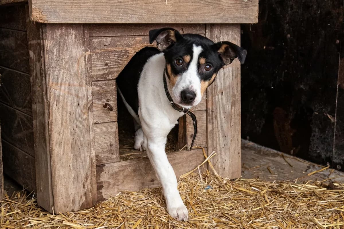Jugo, Mixed Breed (Pet Rescue Finland)