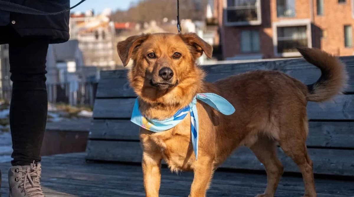 Rosas, male 6yo Mixed Breed for adoption at Pet Rescue Finland, Helsinki