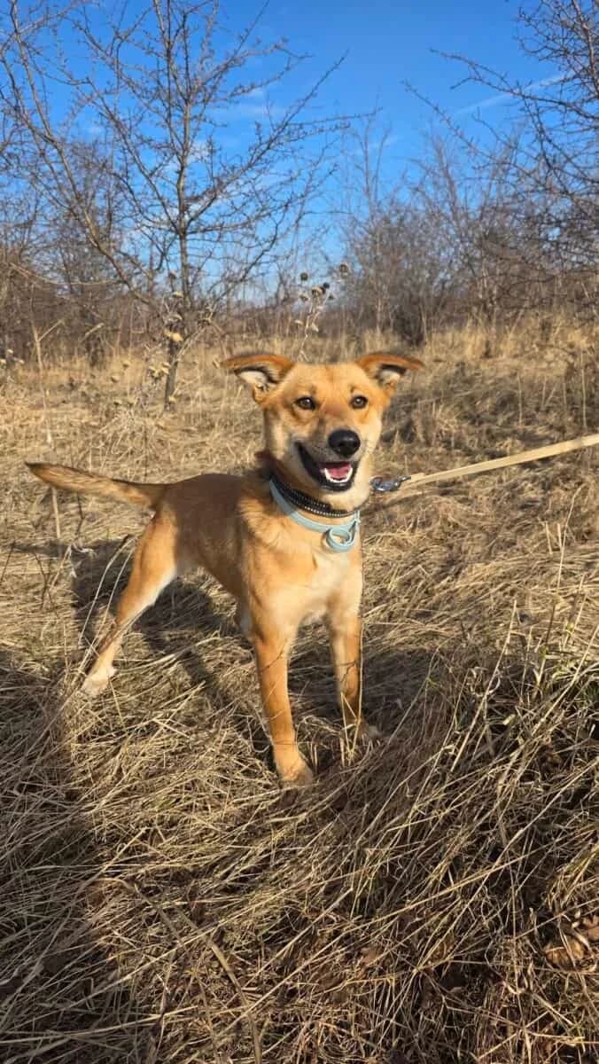 Naira, female young Mixed Breed for adoption at Pet Rescue Finland, Helsinki