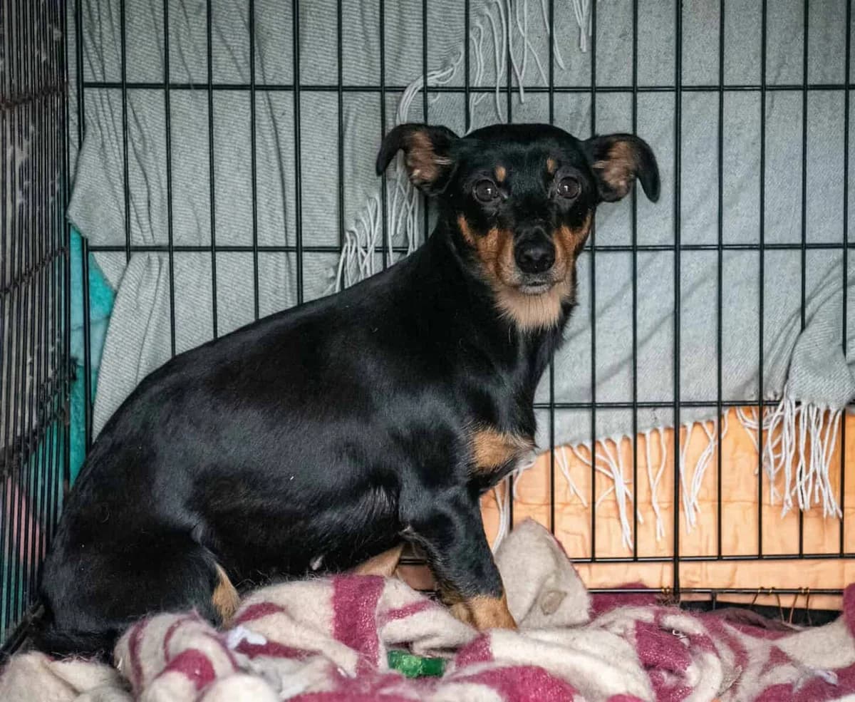 Junara, female 5yo Mixed Breed for adoption at Pet Rescue Finland, Helsinki