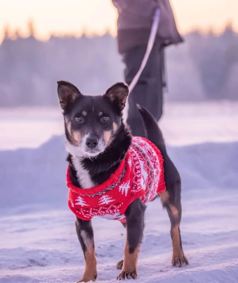 Teite, female 5yo Mixed Breed for adoption at Pet Rescue Finland, Helsinki