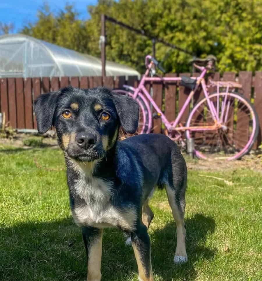 Guru, male young Mixed Breed for adoption at Pet Rescue Finland, Helsinki