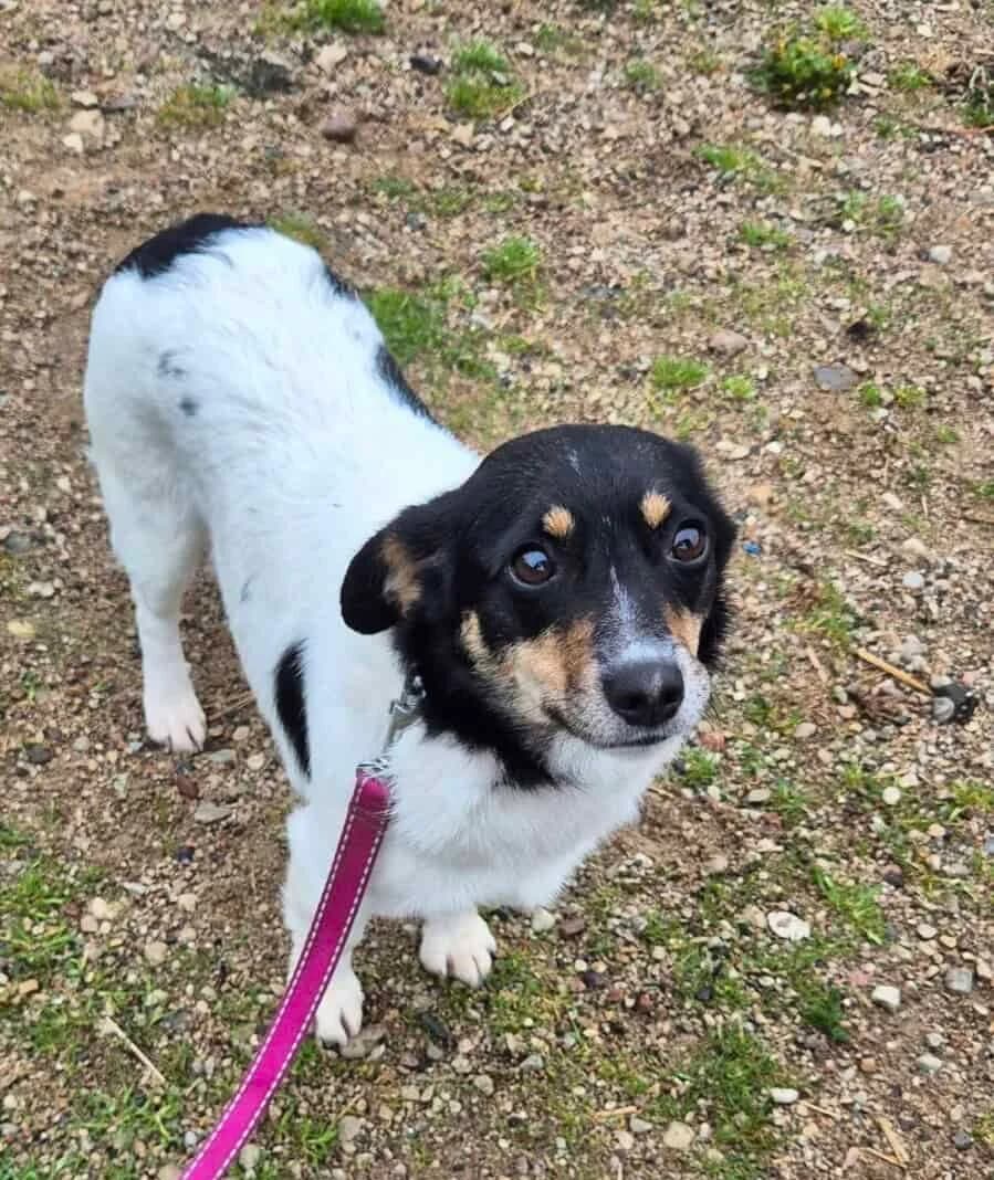 Kese, female young Mixed Breed for adoption at Pet Rescue Finland, Helsinki