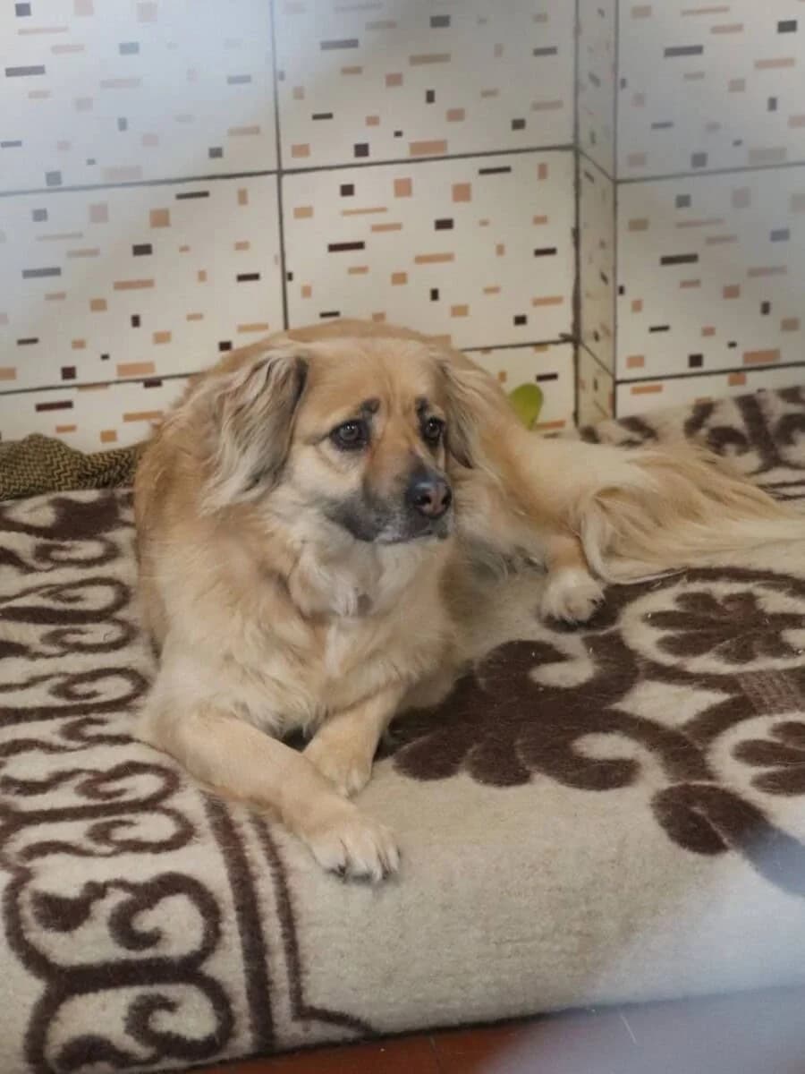 Prince, male Mixed Breed for adoption at Pet Rescue Finland, Helsinki