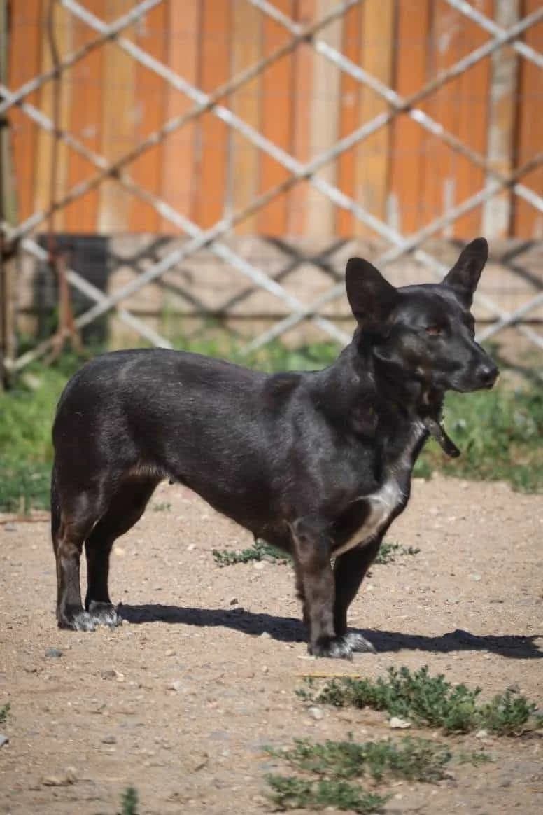 Luka, female Mixed Breed for adoption at Pet Rescue Finland, Helsinki