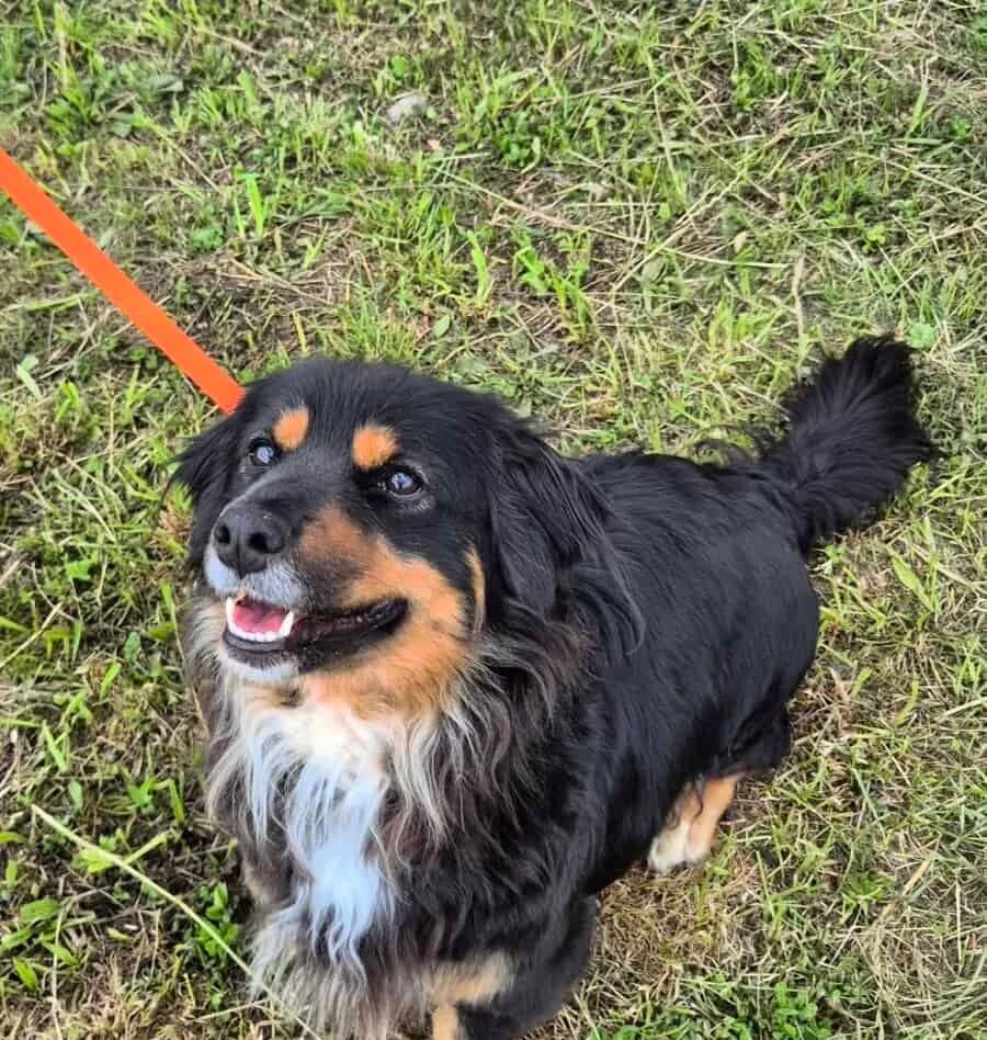 Tina, female Mixed Breed for adoption at Pet Rescue Finland, Helsinki