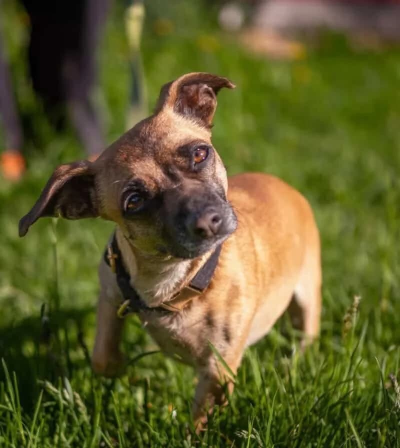 Aza, female young Mixed Breed for adoption at Pet Rescue Finland, Helsinki