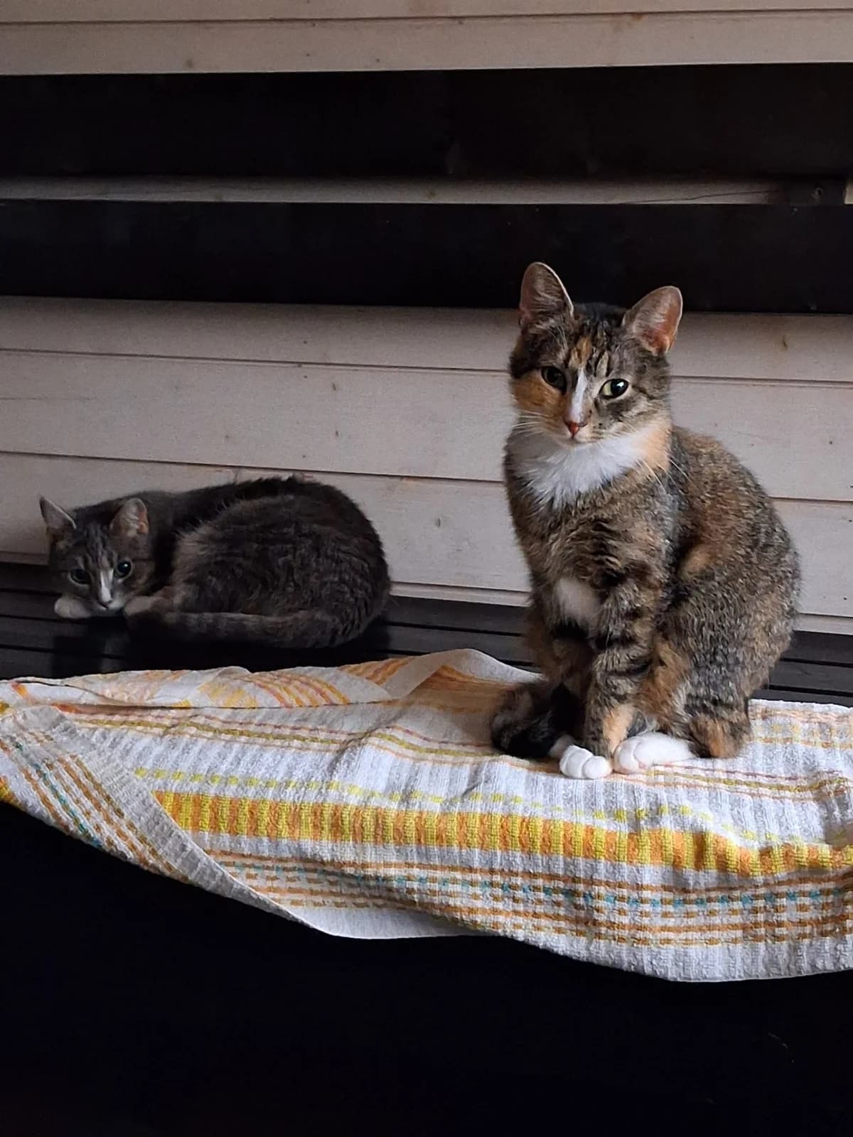 Dumbledore, male Mixed Breed for adoption at PHESY — Pohjois-Helsingin Eläinsuojeluyhdistys