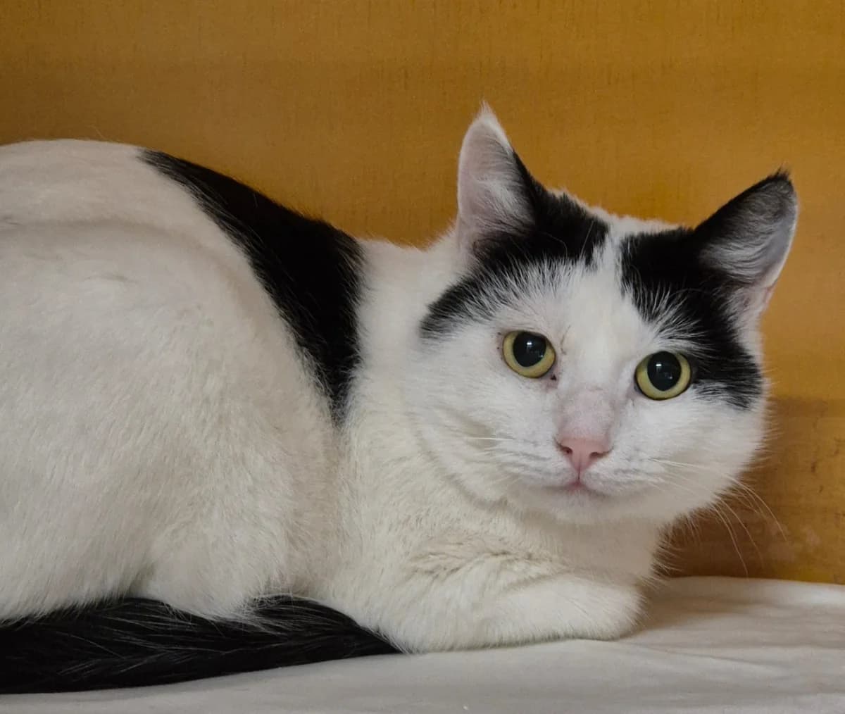 Juksu, female Mixed Breed for adoption at PHESY — Pohjois-Helsingin Eläinsuojeluyhdistys