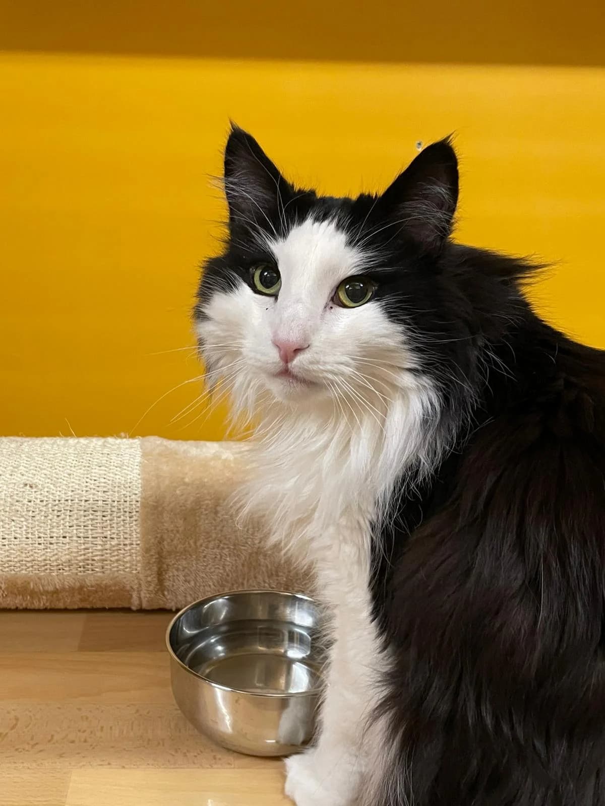 Juksu, female Mixed Breed for adoption at PHESY — Pohjois-Helsingin Eläinsuojeluyhdistys