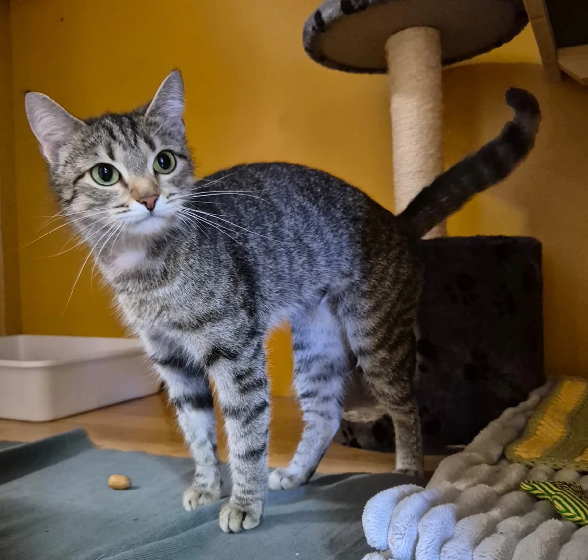 Klipsi, male Mixed Breed for adoption at PHESY — Pohjois-Helsingin Eläinsuojeluyhdistys