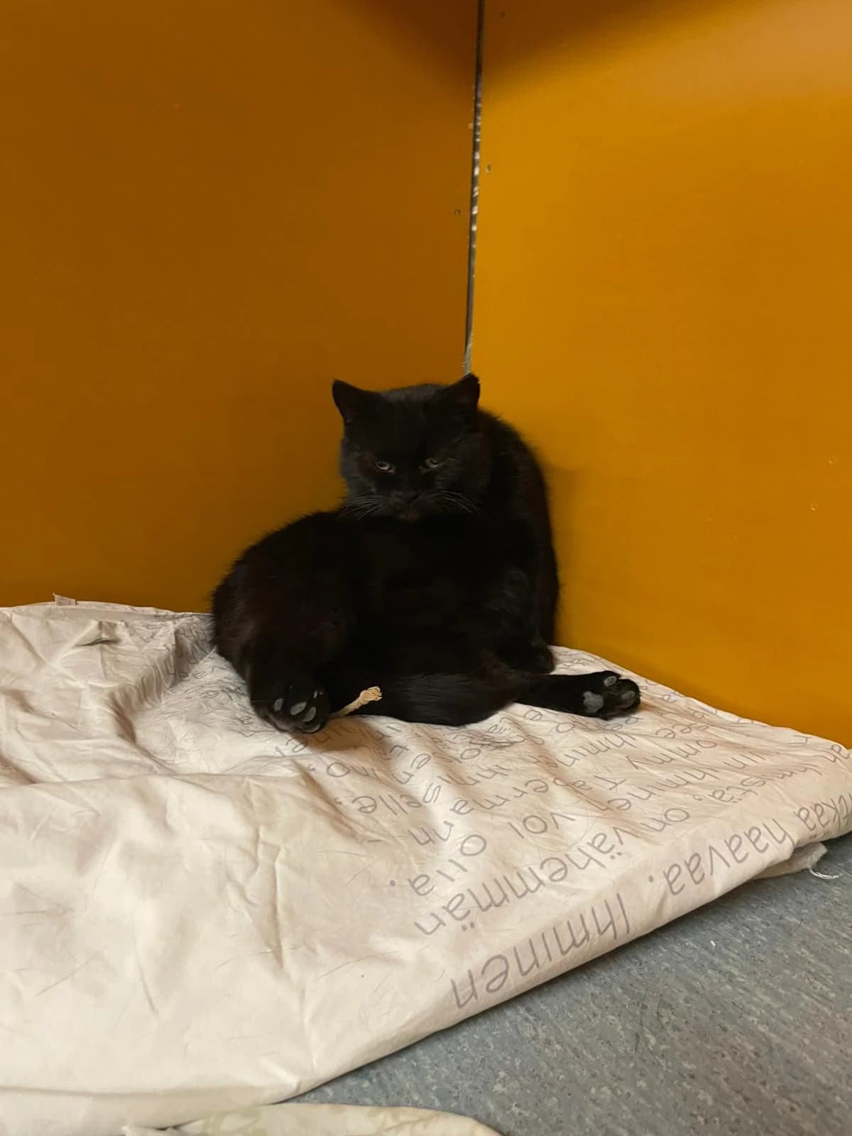 Mango, female Mixed Breed for adoption at PHESY — Pohjois-Helsingin Eläinsuojeluyhdistys