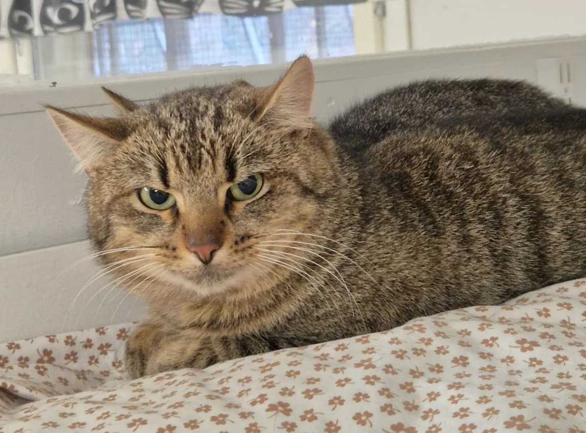 Momo, male Mixed Breed for adoption at PHESY — Pohjois-Helsingin Eläinsuojeluyhdistys