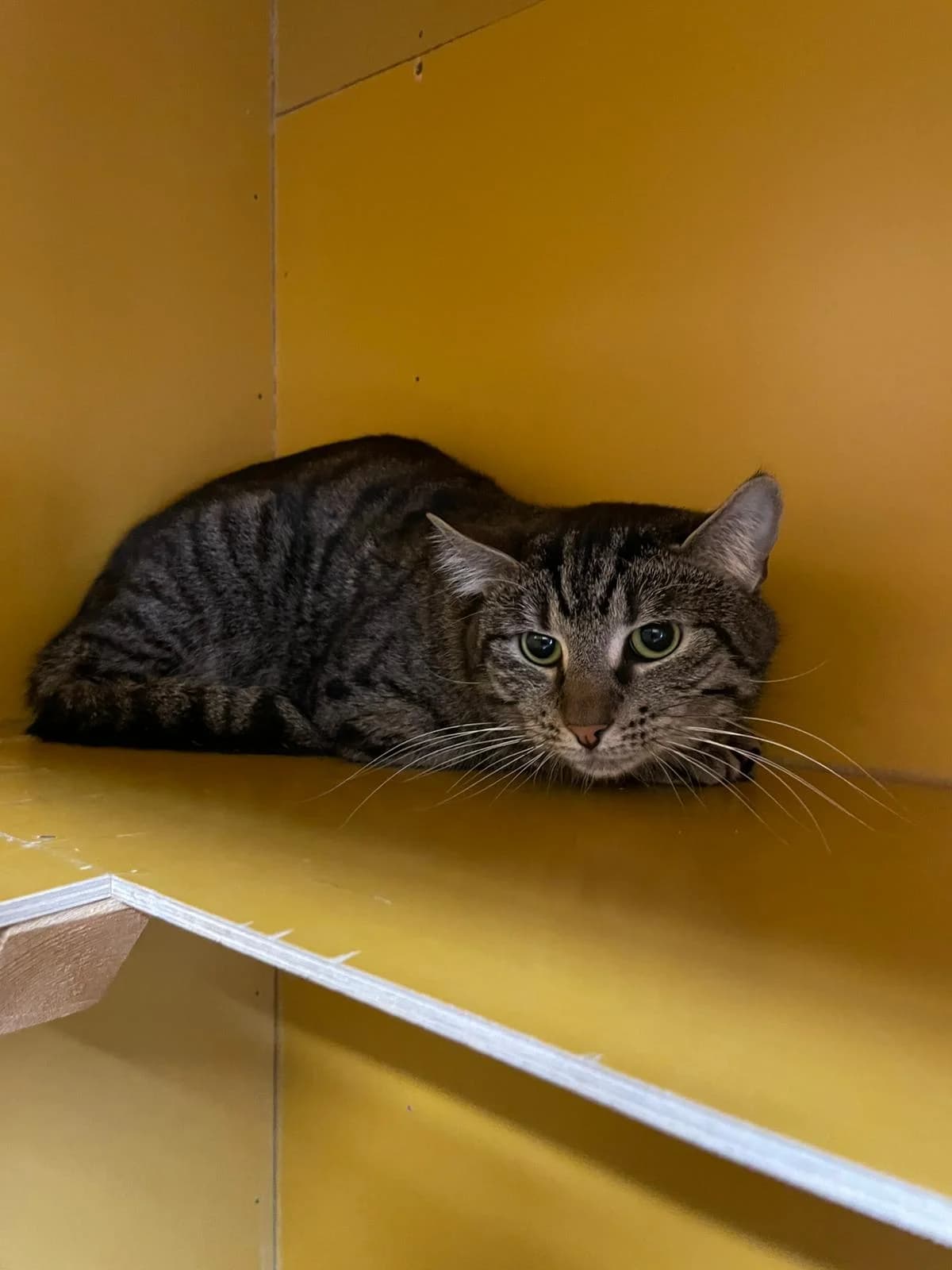 Muru, male Mixed Breed for adoption at PHESY — Pohjois-Helsingin Eläinsuojeluyhdistys