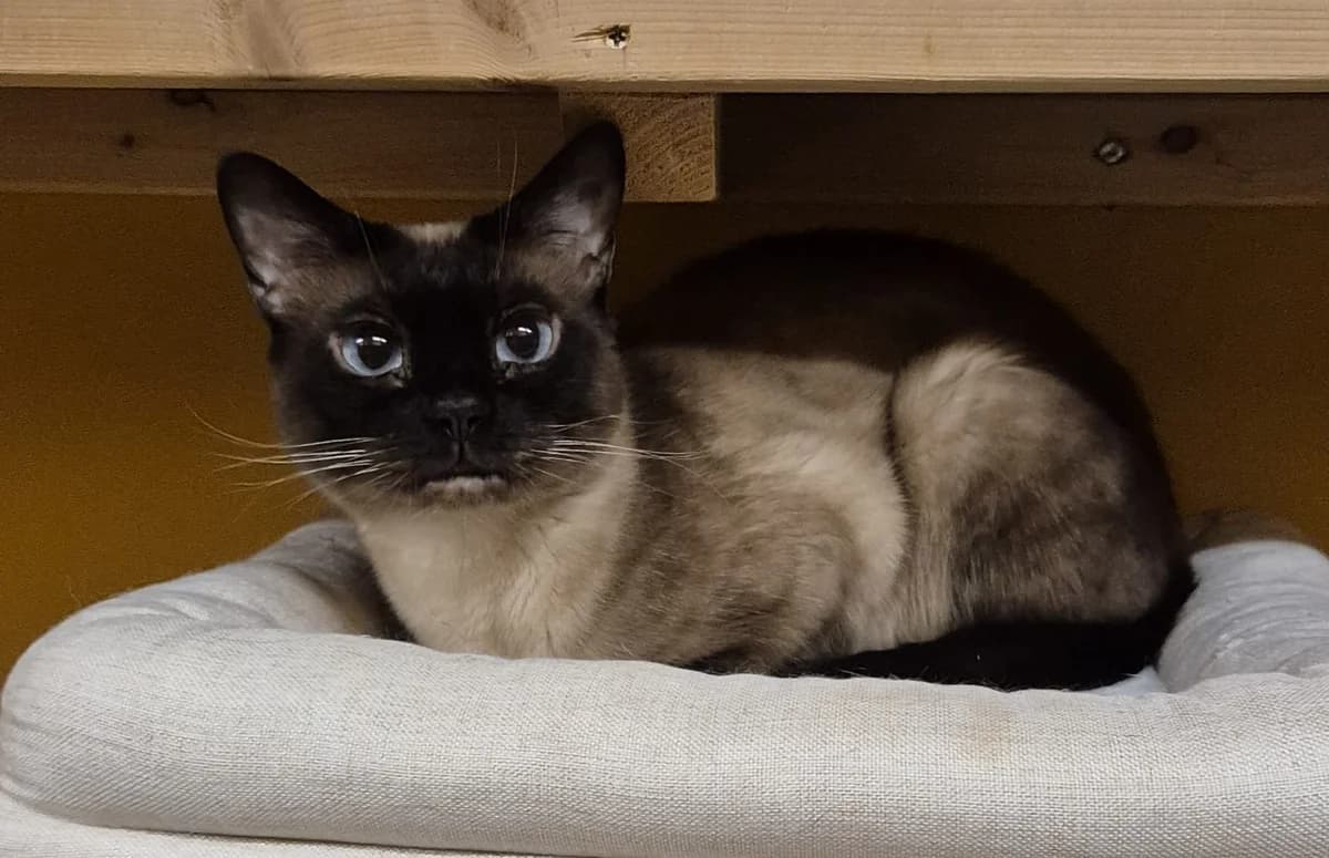 Sindi, female Mixed Breed for adoption at PHESY — Pohjois-Helsingin Eläinsuojeluyhdistys