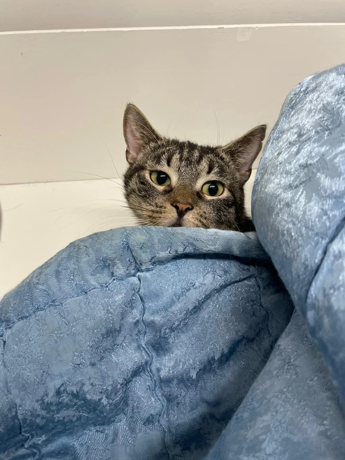 Mymmeli, female Mixed Breed for adoption at PHESY — Pohjois-Helsingin Eläinsuojeluyhdistys