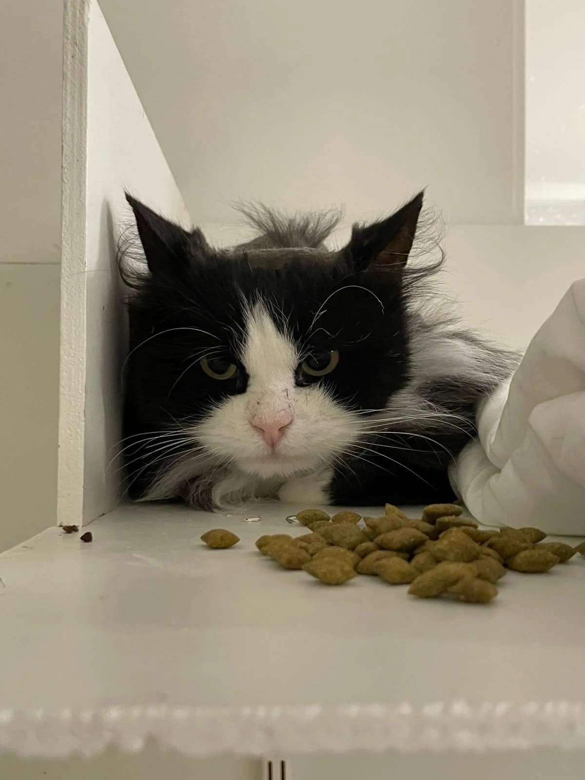 Niisku, male Mixed Breed for adoption at PHESY — Pohjois-Helsingin Eläinsuojeluyhdistys