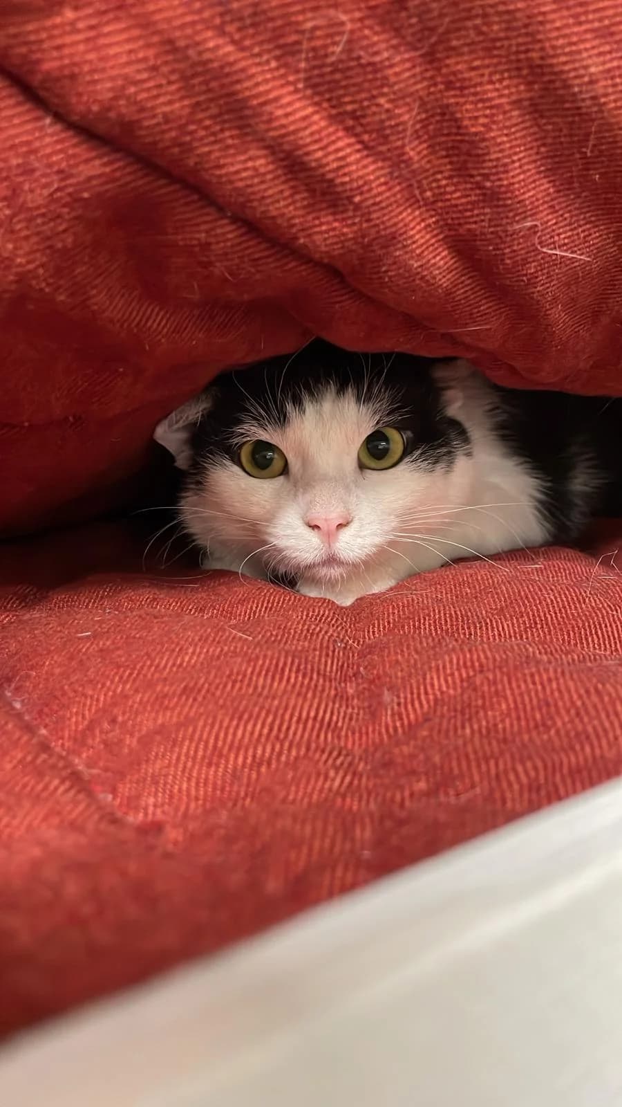 Nipsu, male Mixed Breed for adoption at PHESY — Pohjois-Helsingin Eläinsuojeluyhdistys