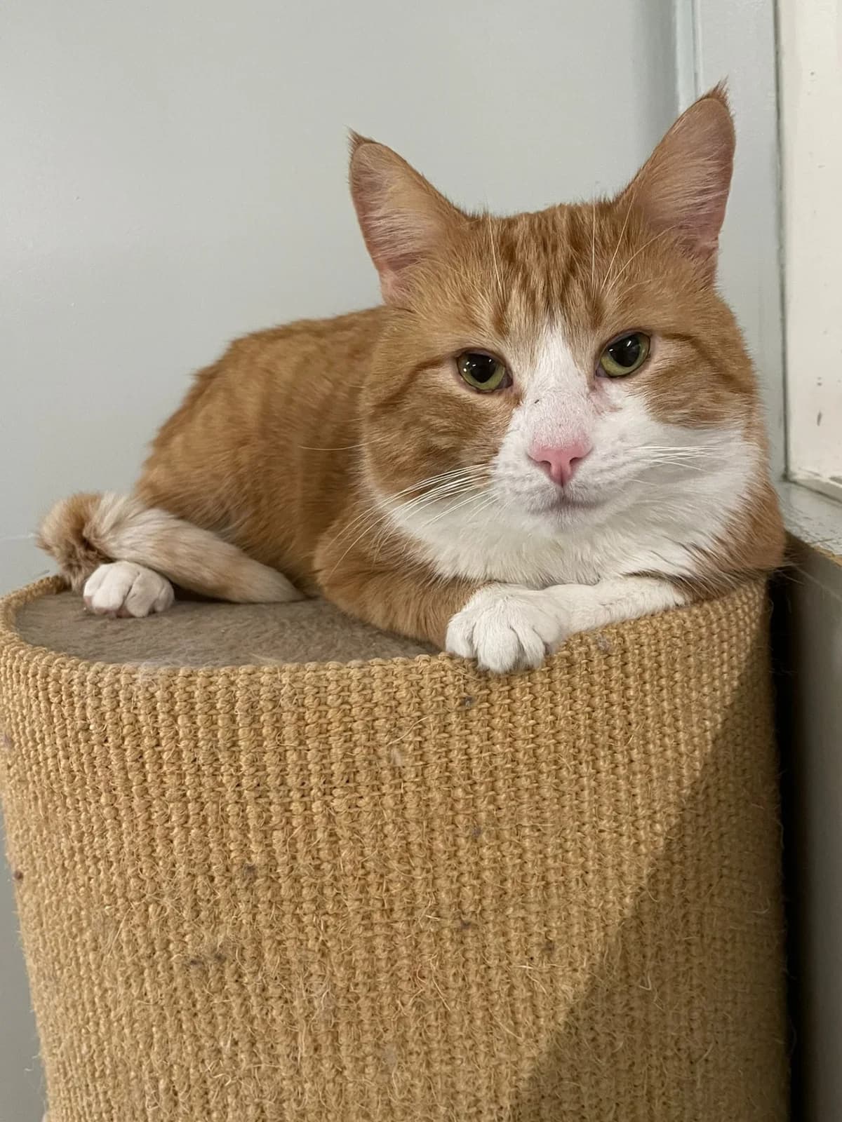 Pumba,  Mixed Breed for adoption at PHESY — Pohjois-Helsingin Eläinsuojeluyhdistys