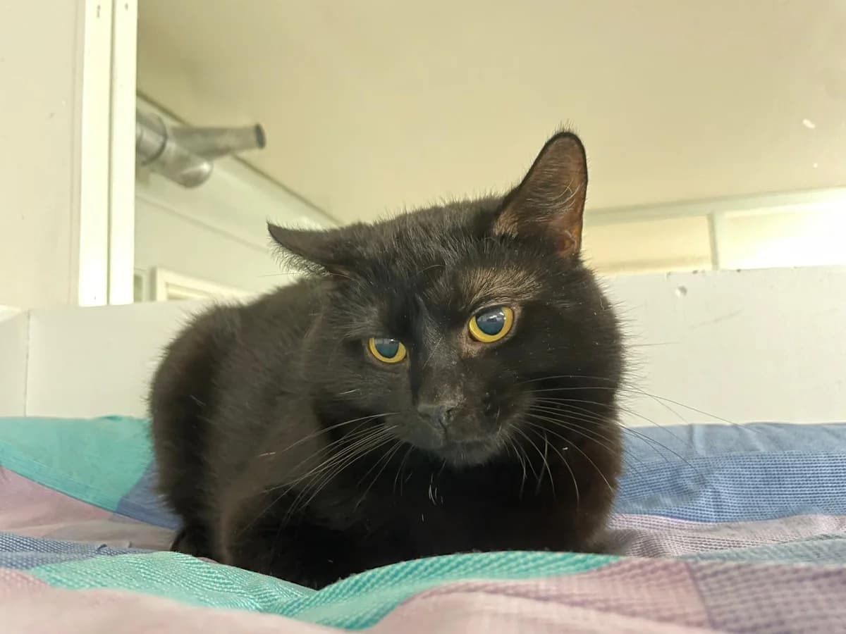 Septima, female Mixed Breed for adoption at PHESY — Pohjois-Helsingin Eläinsuojeluyhdistys