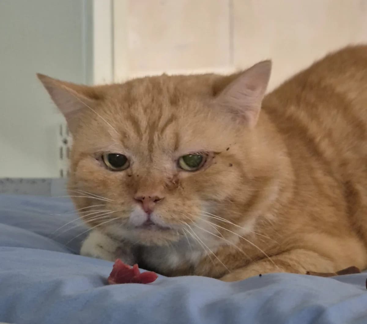 Simba, male Mixed Breed for adoption at PHESY — Pohjois-Helsingin Eläinsuojeluyhdistys