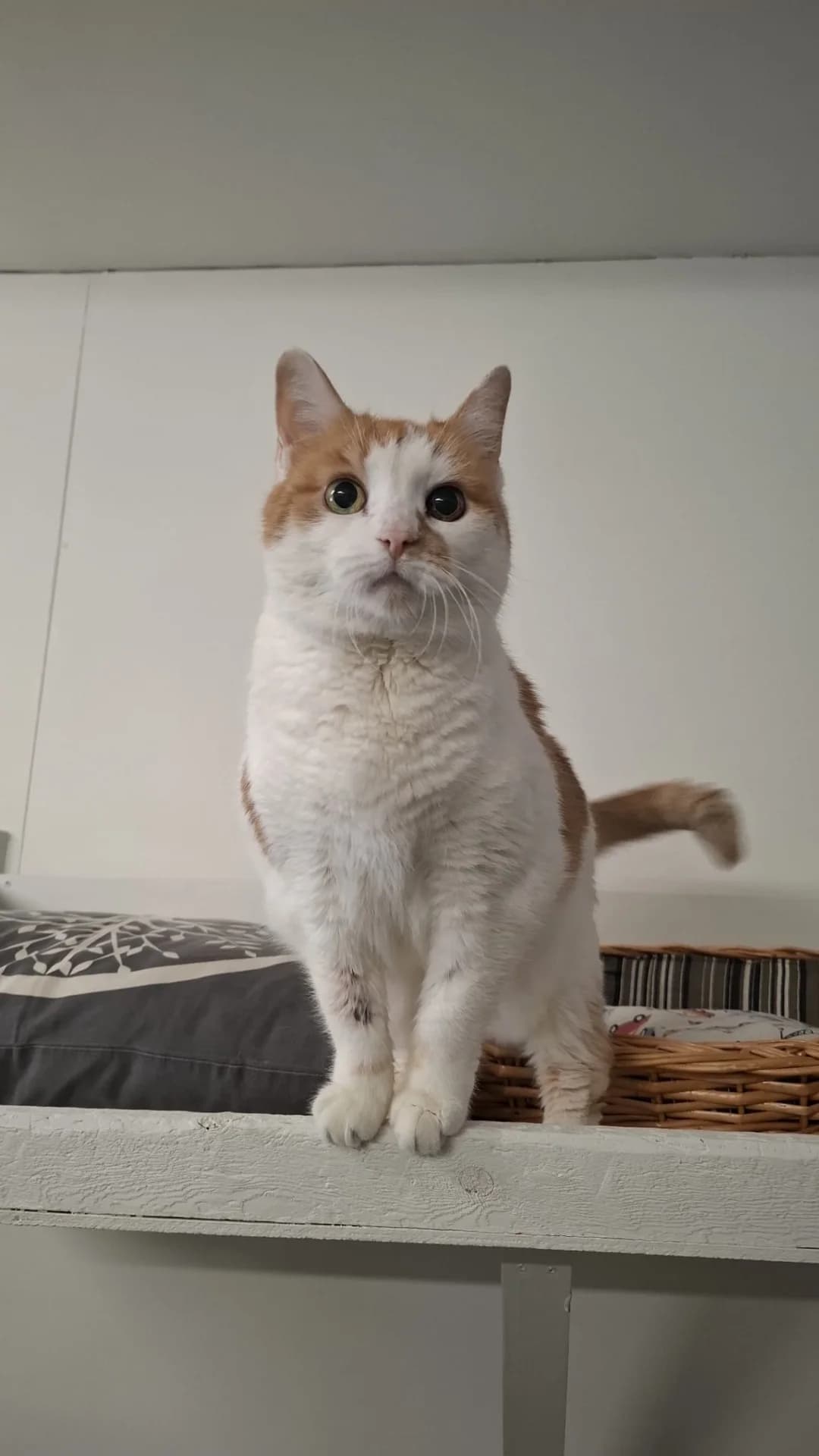 Klipsi, male Mixed Breed for adoption at PHESY — Pohjois-Helsingin Eläinsuojeluyhdistys
