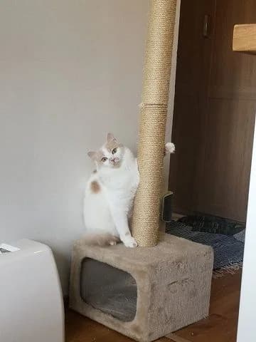 Alice, female 7yo Mixed Breed for adoption at Rekku Rescue ry, Helsinki
