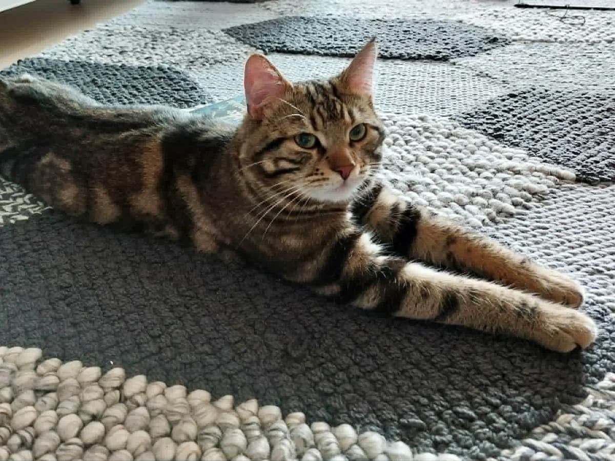 Aslan, male Mixed Breed for adoption at Rekku Rescue ry, Helsinki