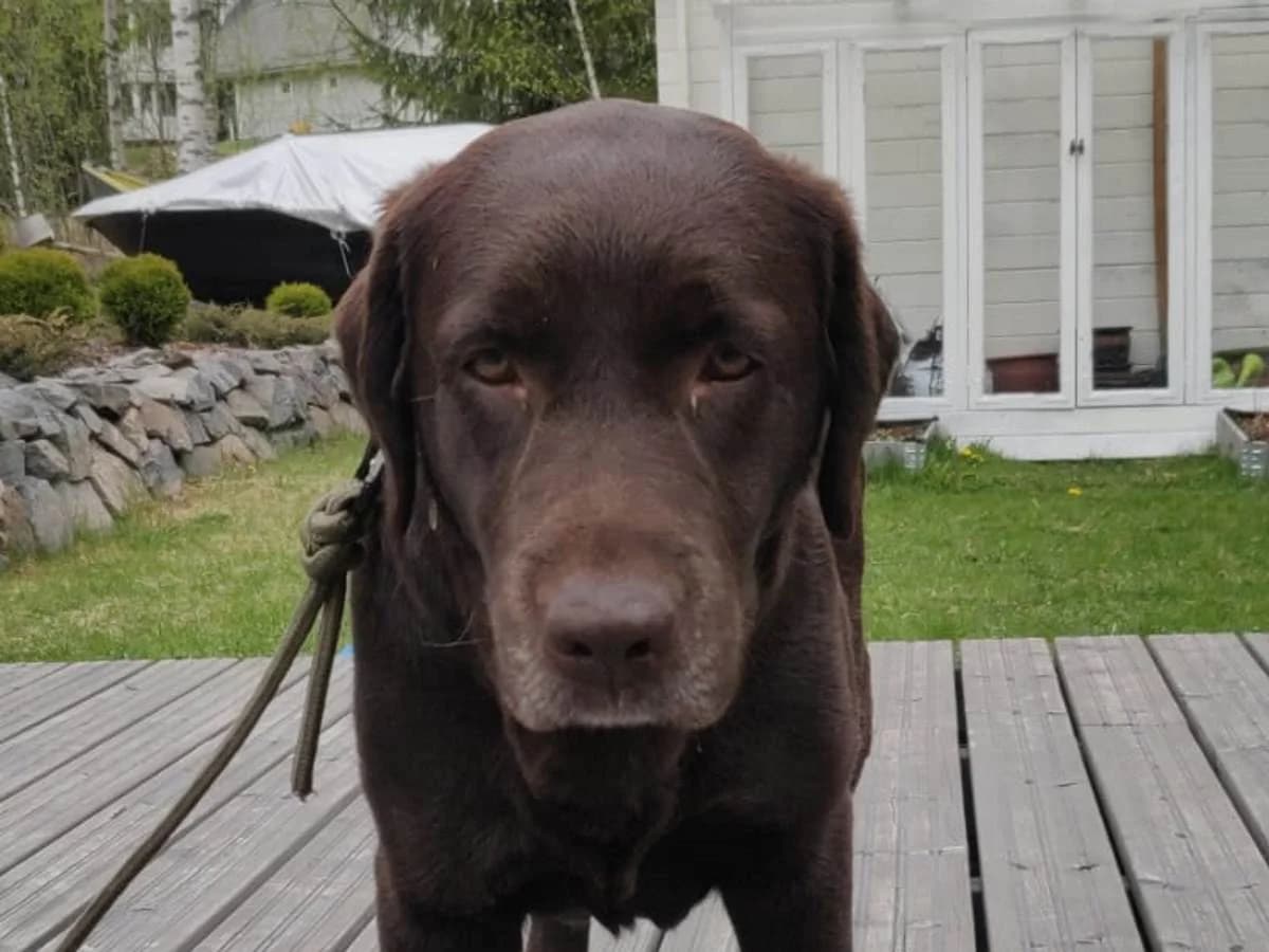 Choco, female 3yo Mixed Breed for adoption at Rekku Rescue ry, Helsinki