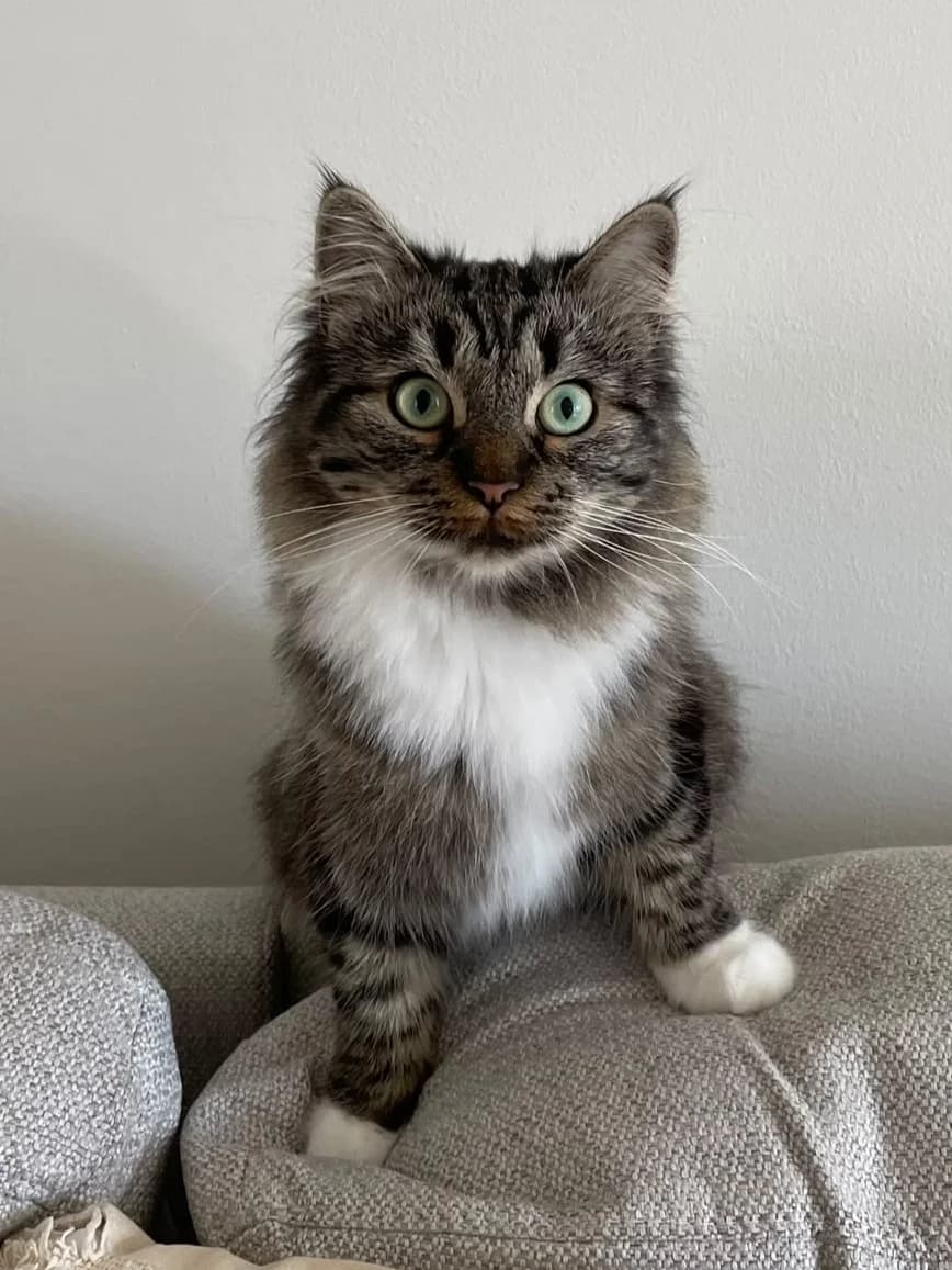 Fazerina, female 5yo Mixed Breed for adoption at Rekku Rescue ry, Helsinki