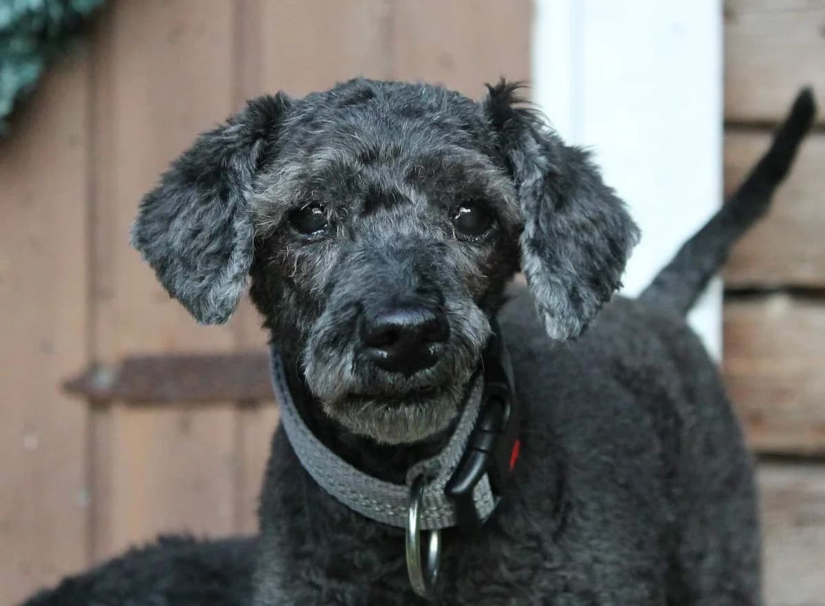 Gru, male senior Mixed Breed for adoption at Rekku Rescue ry, Helsinki