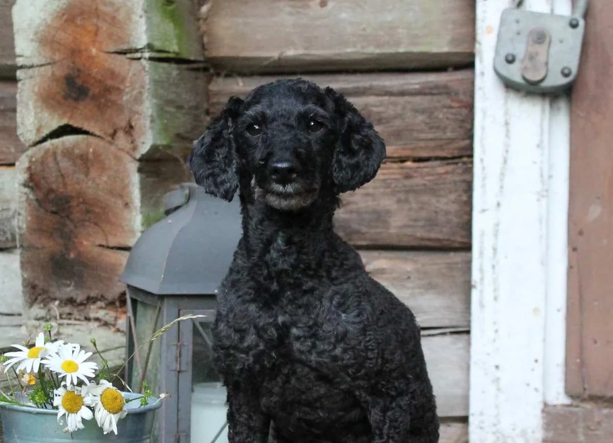 Kessu, male senior Mixed Breed for adoption at Rekku Rescue ry, Helsinki