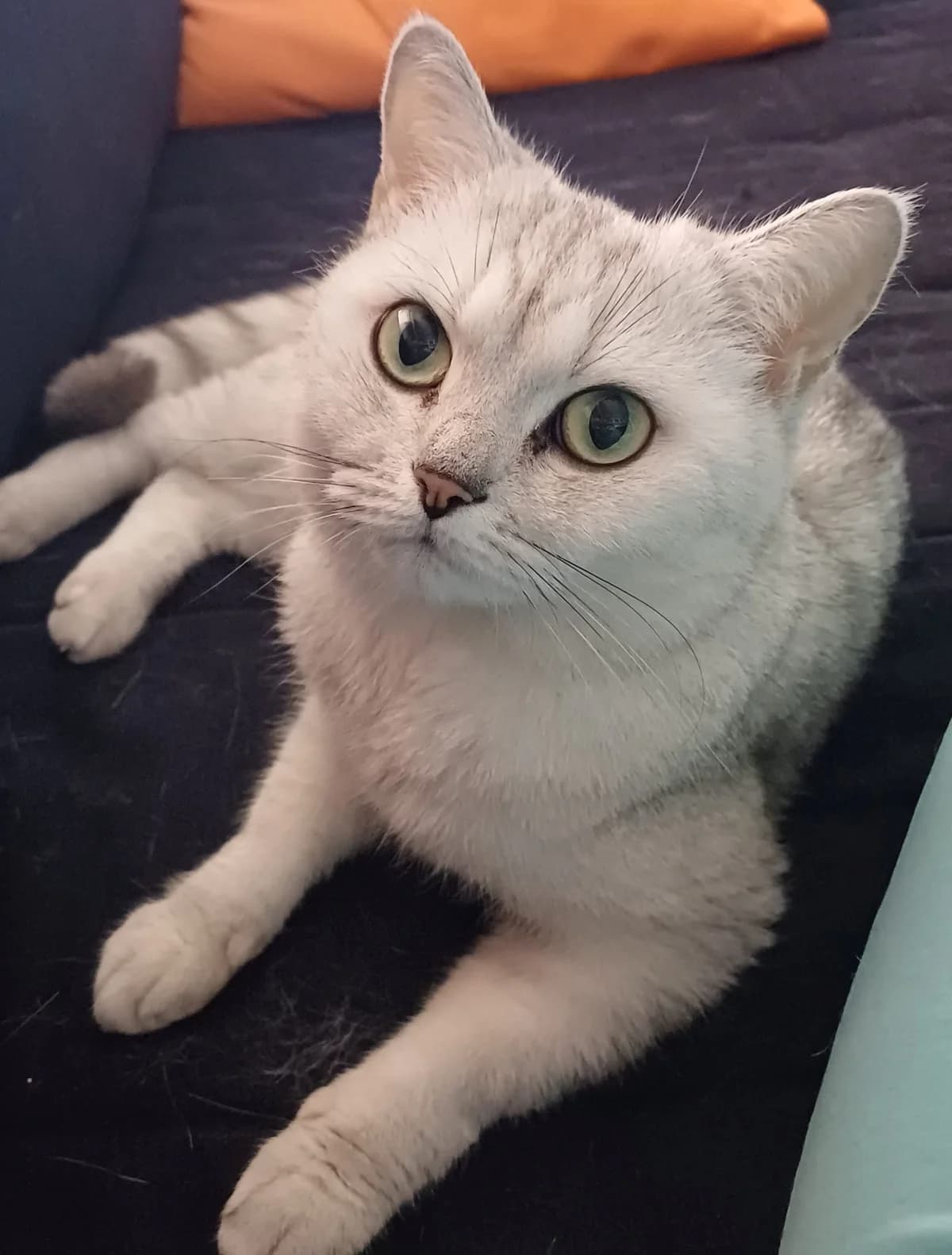 Lily, female 7yo Mixed Breed for adoption at Rekku Rescue ry, Helsinki