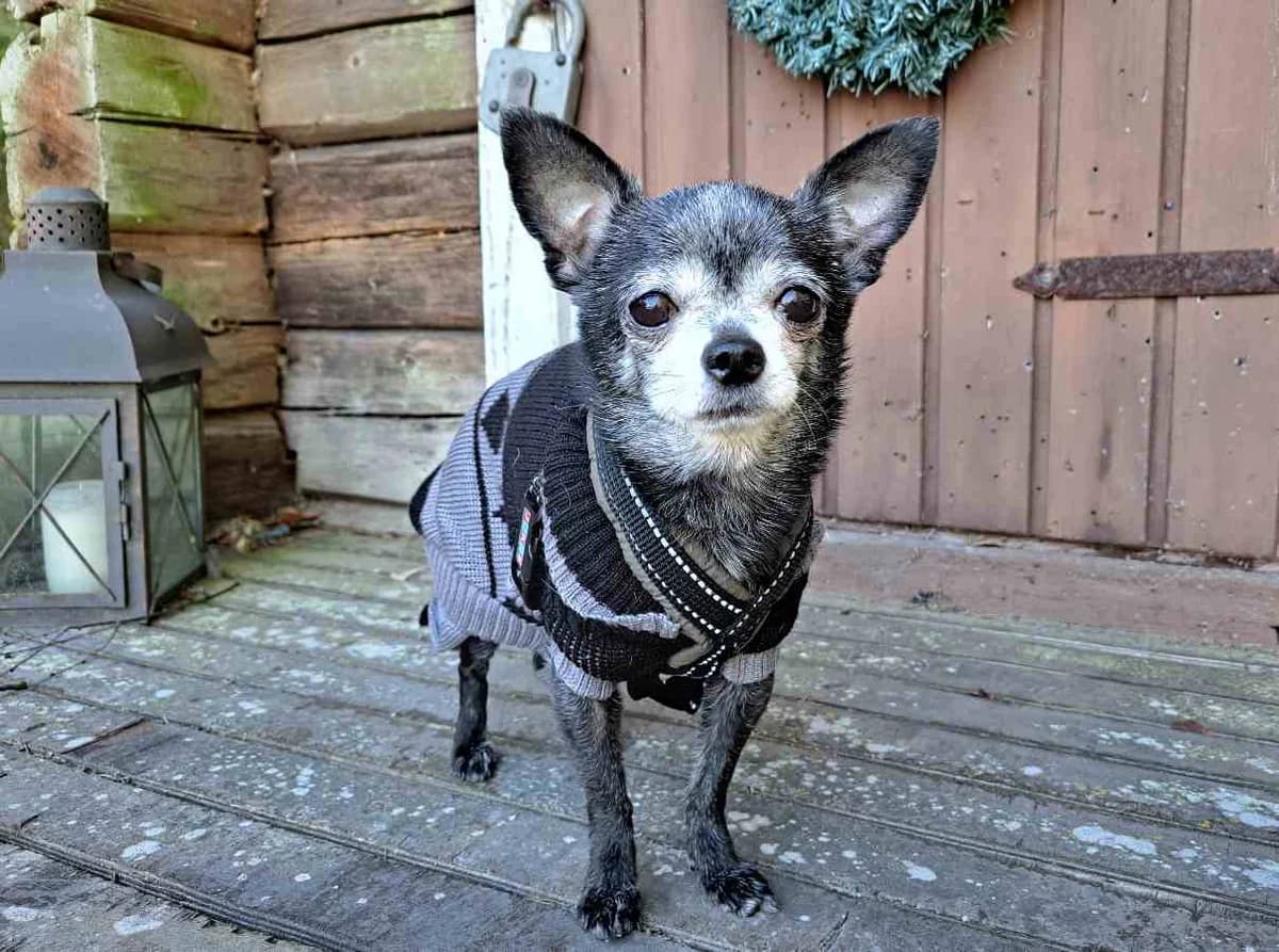 Matcha, female senior Mixed Breed for adoption at Rekku Rescue ry, Helsinki