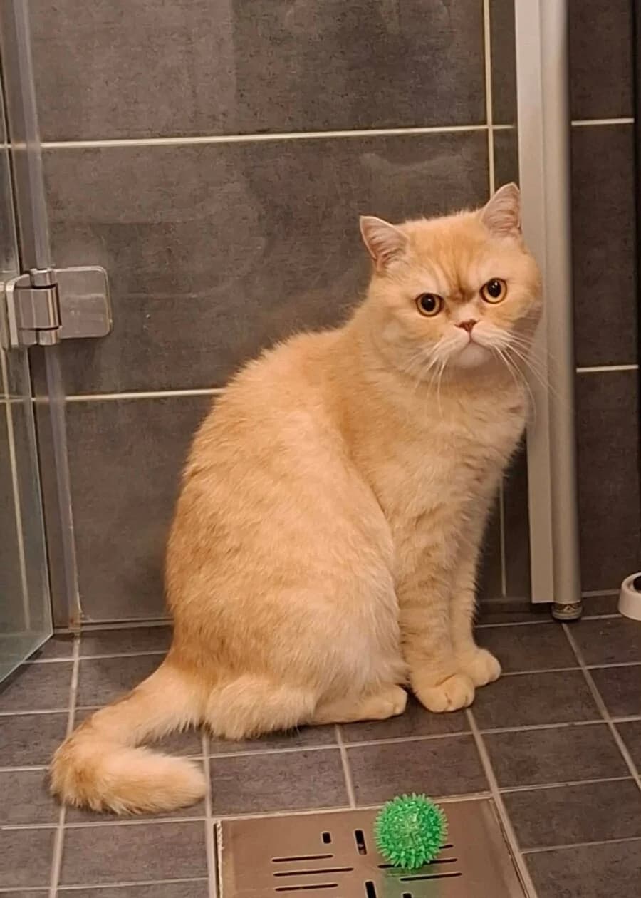 Mesi, male 7yo Mixed Breed for adoption at Rekku Rescue ry, Helsinki