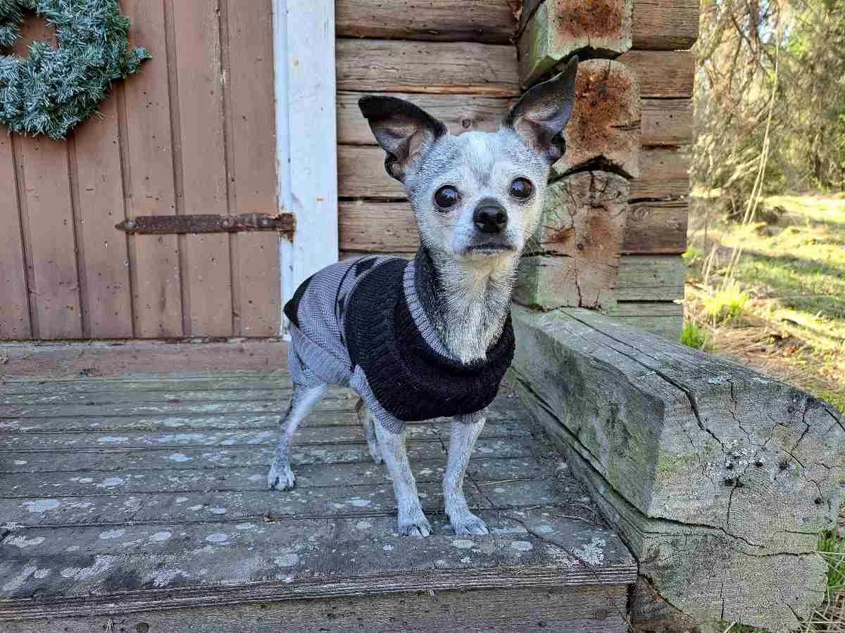 Mousse, female senior Mixed Breed for adoption at Rekku Rescue ry, Helsinki