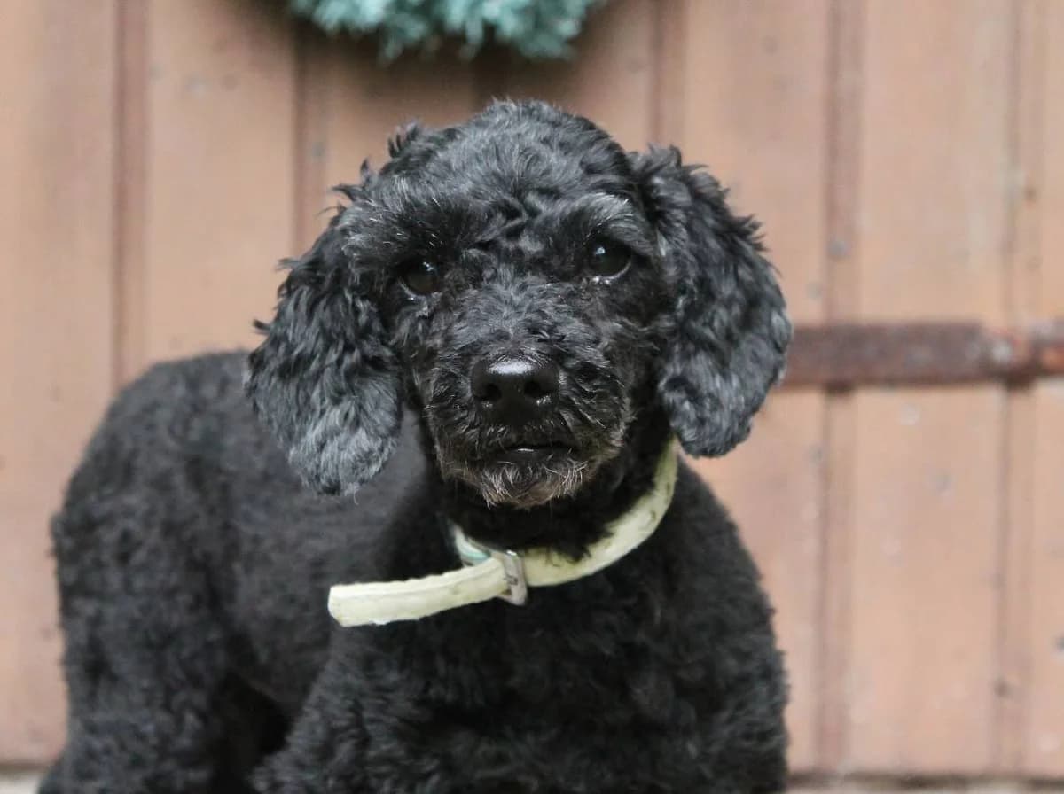 Nipsu, male 5yo Mixed Breed for adoption at Rekku Rescue ry, Helsinki