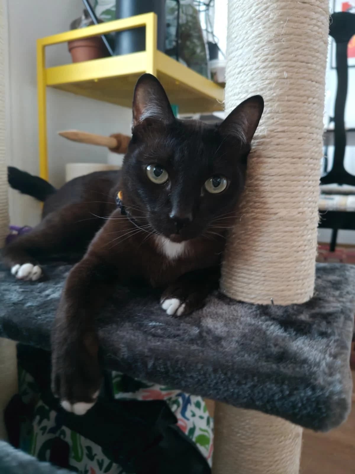 Nyx, female 4yo Mixed Breed for adoption at Rekku Rescue ry, Helsinki