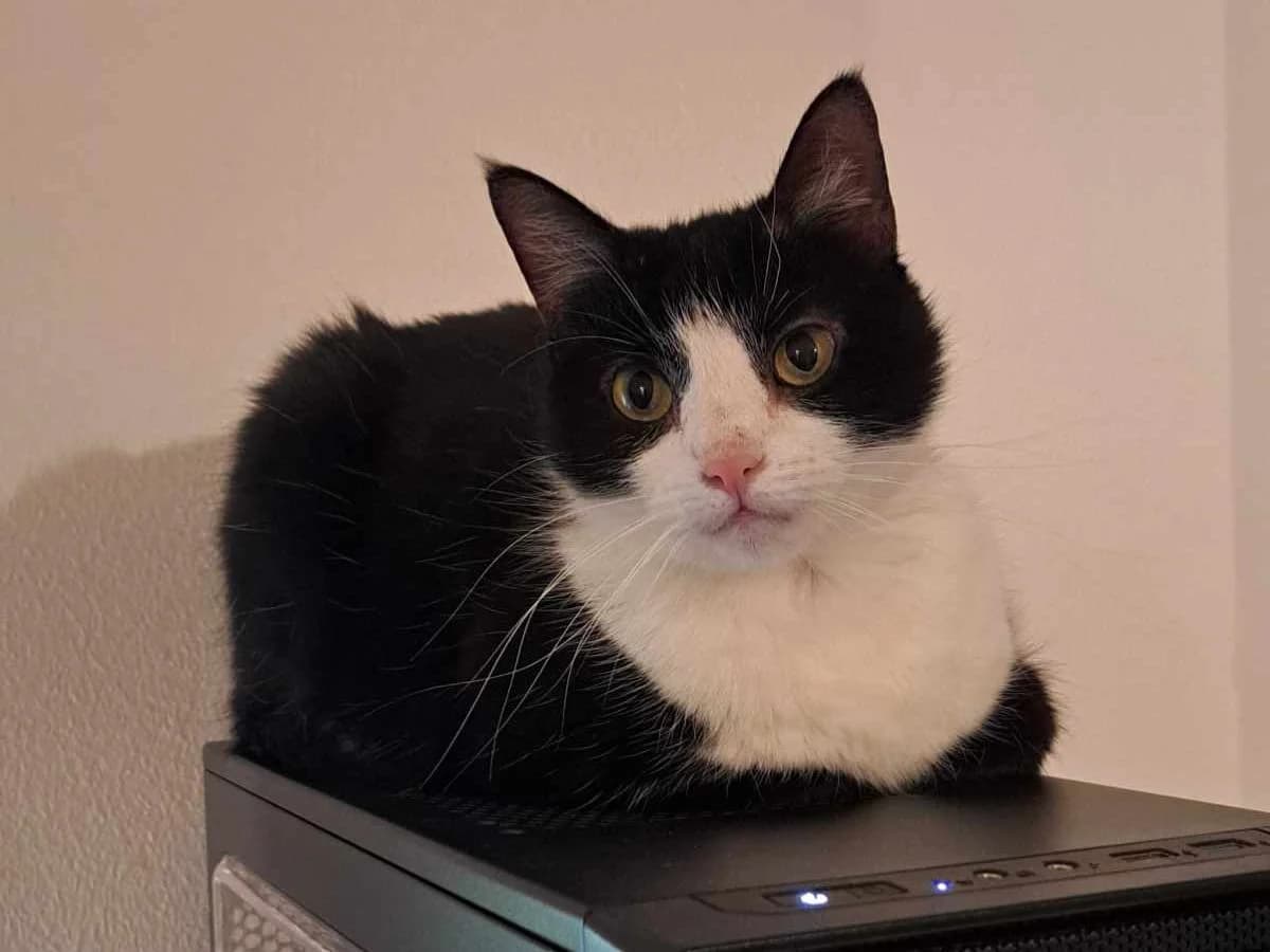 Pikku-Pimu, female 3yo Mixed Breed for adoption at Rekku Rescue ry, Helsinki