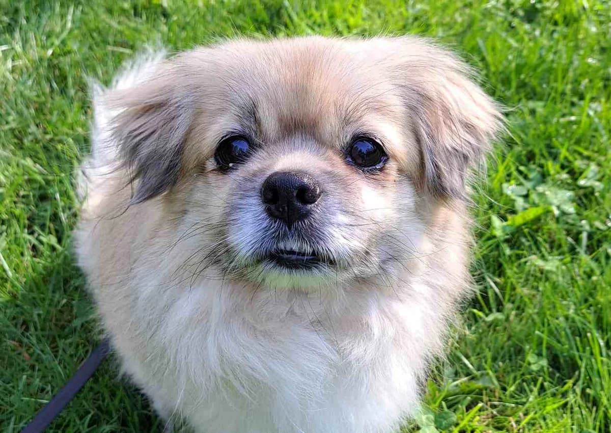 Pumppis, male senior Mixed Breed for adoption at Rekku Rescue ry, Helsinki
