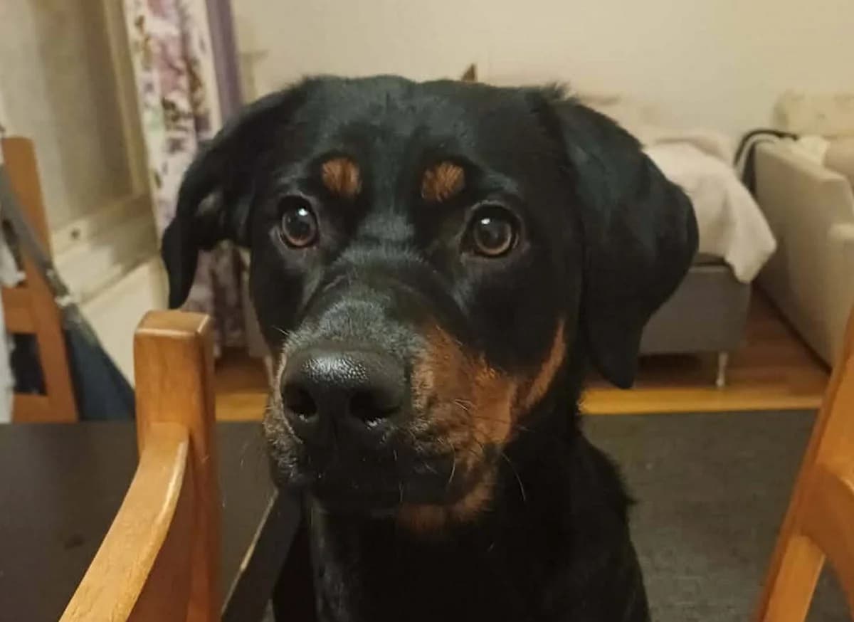 Ronja, female young Mixed Breed for adoption at Rekku Rescue ry, Helsinki