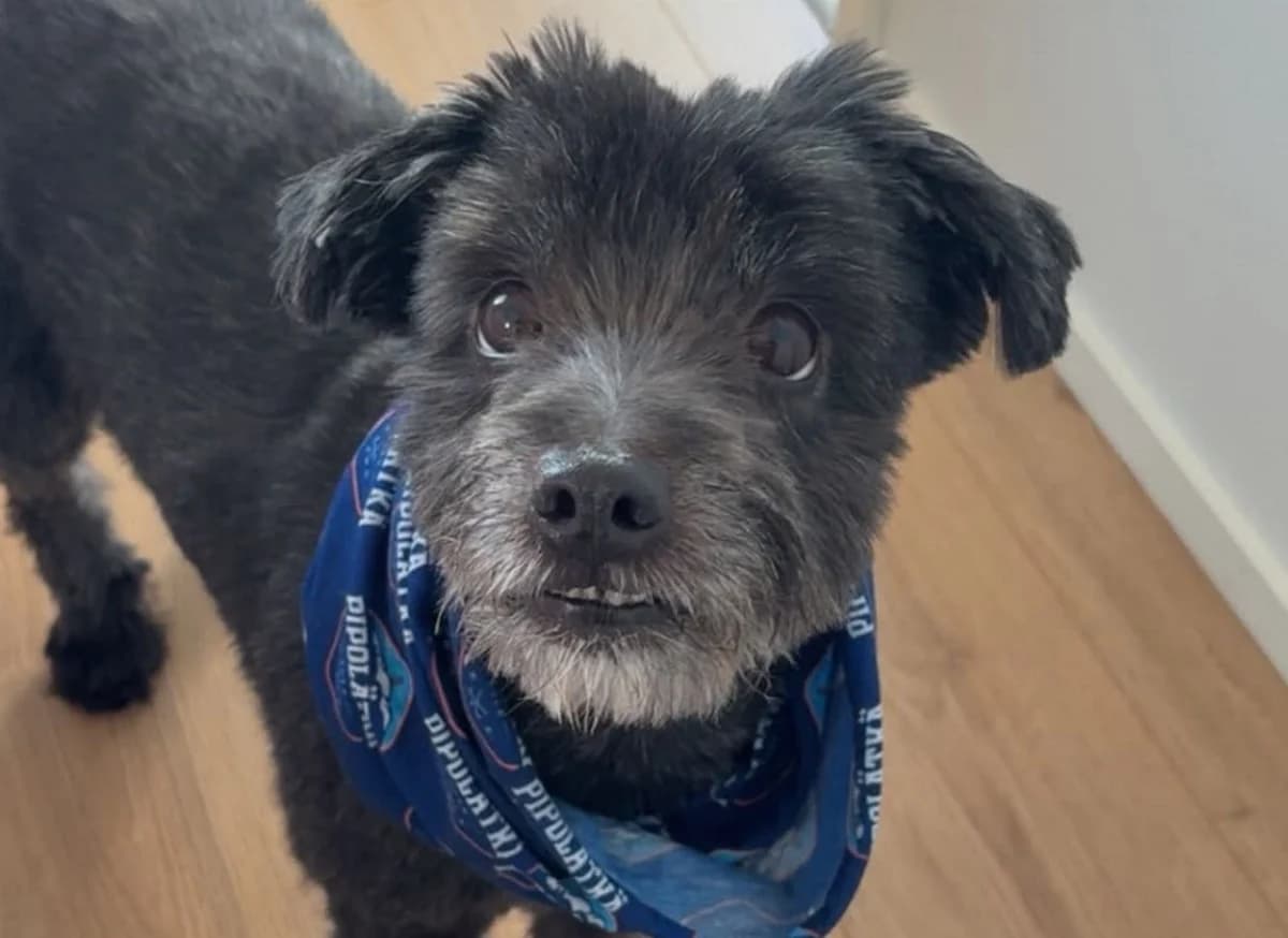 Rubbe, male senior Mixed Breed for adoption at Rekku Rescue ry, Helsinki