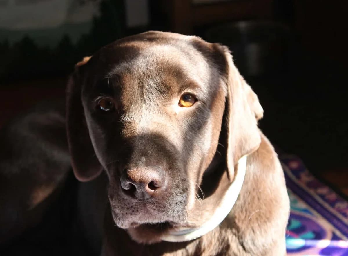 Sani, female 4yo Mixed Breed for adoption at Rekku Rescue ry, Helsinki