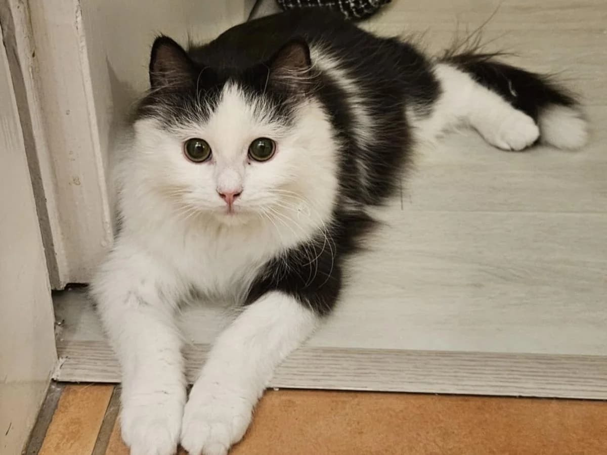 Toho, male puppy Mixed Breed for adoption at Rekku Rescue ry, Helsinki