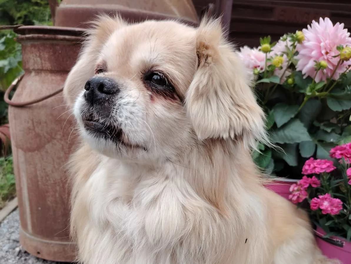 Vili, male senior Mixed Breed for adoption at Rekku Rescue ry, Helsinki