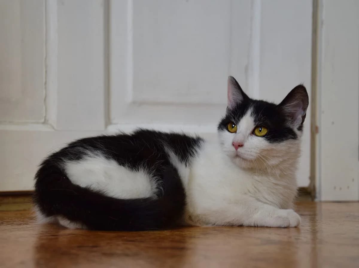 Kepa, female young Mixed Breed for adoption at Vaasan Kissatalo